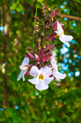 White Daphne tangutica