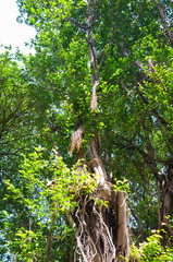 Fototapeta na wymiar Branches of banyan tree