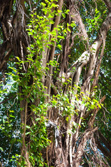 Branches of banyan tree
