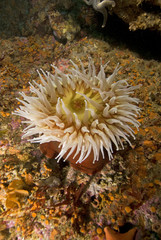 Naklejka na ściany i meble Sea anemone at California underwater reef