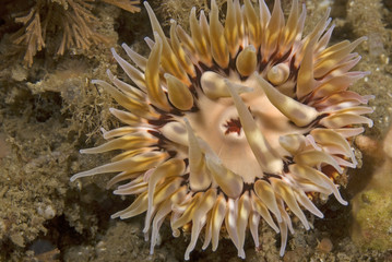 Sea anemone underwater at California kelp forest