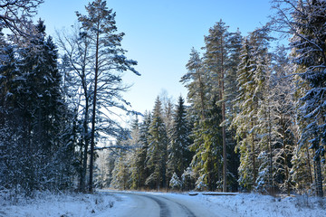 Road in winter forest full of snow.