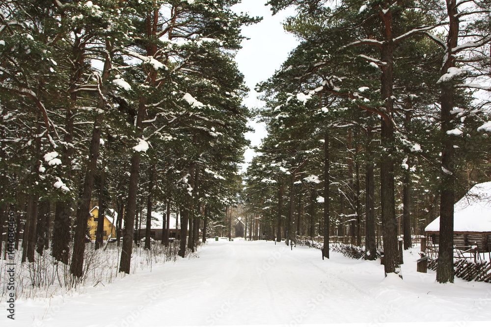 Wall mural Winter landscape - forest