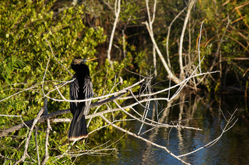 Anhinga sitting on the branch.