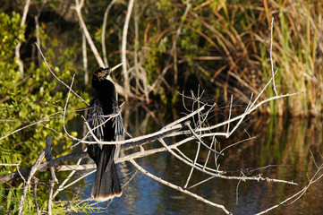 Anhinga sitting on the branch.