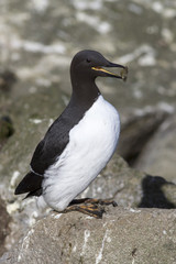 common murre which carries a stone to their nest