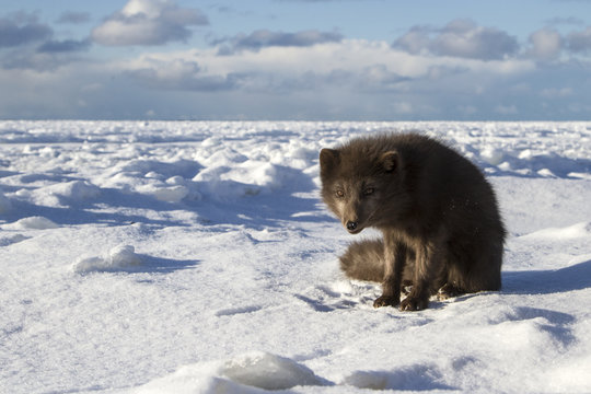Commanders blue arctic fox standing on the ice on the ocean