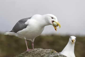 Glaucous-winged gull which eats egg cormorant