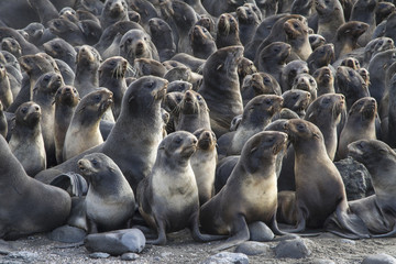 group of young northern fur seal rookery on Bering Island