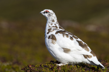 male Rock Ptarmigan who moulting in winter dress autumn day