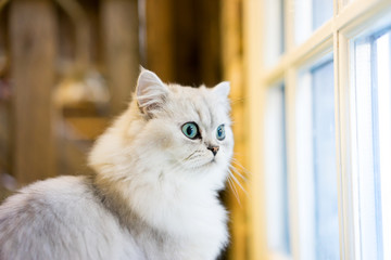 Persian cat sitting in the room