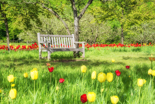 Empty wooden bench among fresh greenery in a park