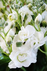 Bouquet of fragrant white stock flowers (matthiola)