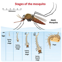 Nature, growth-stage stilt mosquito