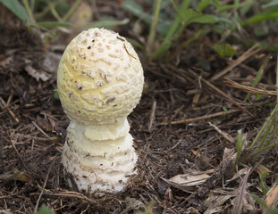 Mushroom