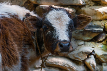 Portrait bull calf