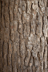 Bark wood texture