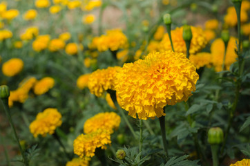 Marigold with light from the sun Daylight