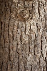 Bark wood texture