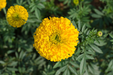 Marigold with light from the sun Daylight