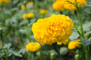 Marigold with light from the sun Daylight