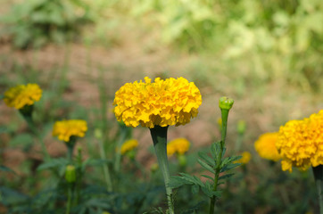 Marigold with light from the sun Daylight