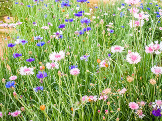 Cornflower on meadow