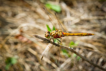Yellow dragonfly with red velvet mites sitting on a branch