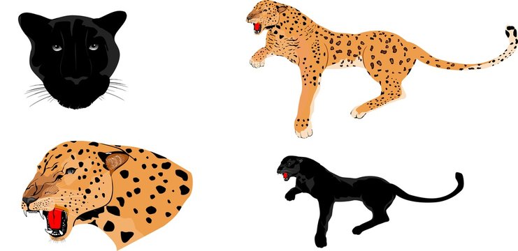 Leopard and panther vector set illustration on white background