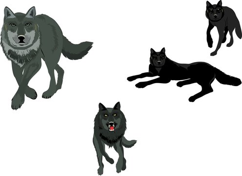 Isolated on white set of vector wolves, in various poses