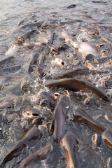 Striped catfish in the river swimming for food