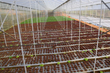 red lettuce fields in Vietnam greenhouse