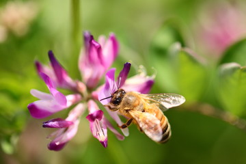 蜜蜂とレンゲの花
