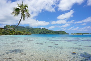 Coconut tree over lagoon Huahine French Polynesia