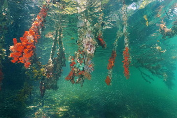 Mangrove tree roots covered by colorful sea life