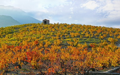 Mediterranean vineyard with a hut on a hill, Banyuls sur Mer, Pyrenees Orientales, Languedoc...