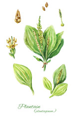 Colorful watercolor drawing of plantain isolated on white backgr © Viktoriia Manuilova