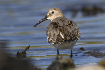 Dunlin which stands at the edge of the water turning his head fa