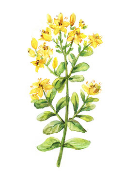 Tutsan watercolor drawing. St. John's wort branch. Hand drawn he