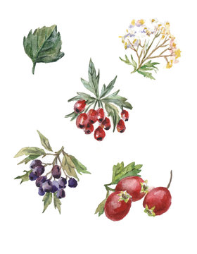 watercolor set of rosehips and hawthorn berries