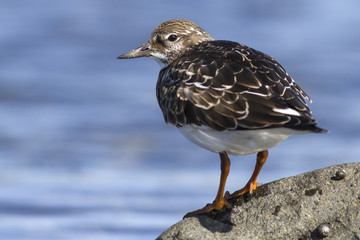 Young Turnstone standing on the shore of the ocean autumn day