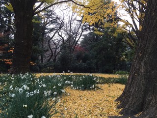 Gyoen Park in Tokyo - Japan