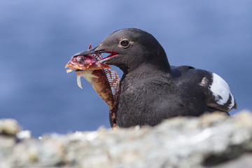 Commander pigeon guillemot sitting on a rock by the ocean with a