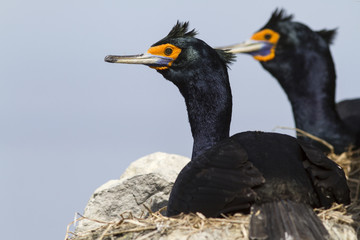 red-faced cormorants sitting in nests on the cliffs on a sunny d