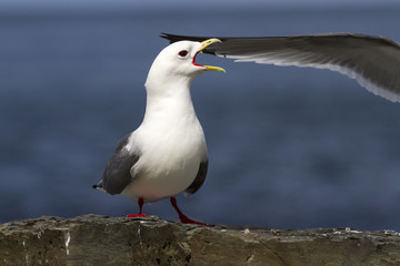 red-legged kittiwake which stands on the edge of a cliff and sho