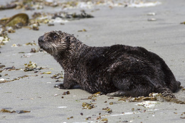 sea otter who stands on the sandy shore of the Pacific Ocean