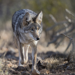 Coyote