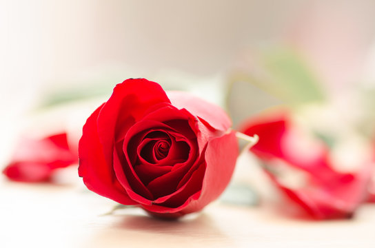 Beautiful red rose, Valentine day