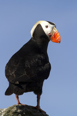 tufted puffin  sitting on a rock turned rehouse
