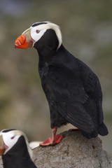 tufted puffin  which sits on a cliff near the colony